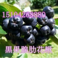 黑果花楸市場(chǎng)前景