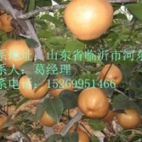 晚秋黃梨，金秋香梨，愛宕梨苗，梨樹苗最新報價
