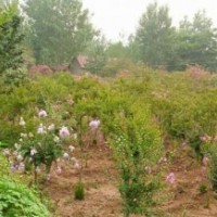 瀅涵苗木中心、百日紅、20公分直徑百日紅價格
