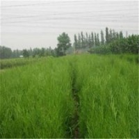 側(cè)柏|瀅涵苗木中心|什么叫側(cè)柏樹(shù)