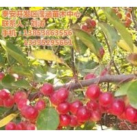 冬紅果、瀅涵苗木中心、冬紅果品種