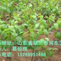 臨沂核桃苗，核桃苗價格，核桃苗批發(fā)