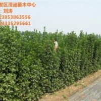 北海道黃楊市場(chǎng)價(jià)格,北海道黃楊,瀅涵苗木中心(圖)