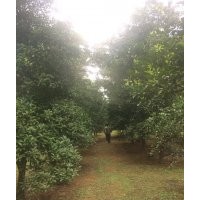 低價供應香櫞，香泡，枳殼大樹