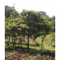 枇杷樹