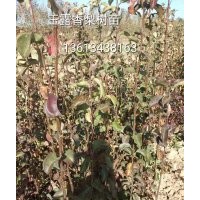 紅香酥梨樹苗價(jià)格，山西梨樹苗基地