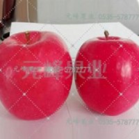 元富紅苗木