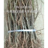 毛桃實(shí)生苗價格