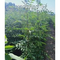 大紅袍花椒苗 山西花椒苗 大紅袍花椒苗價格