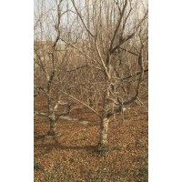 石榴樹