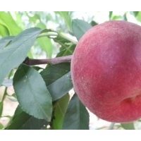 中桃紅玉桃：代號(hào)99-10-7
