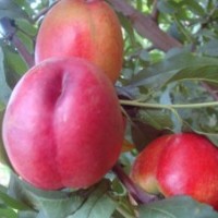 供應(yīng)金輝（126）油桃桃樹苗