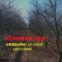 精品山楂樹