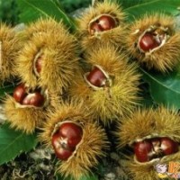 大紅袍，中華栗王，華光、石豐、玉豐、寶元