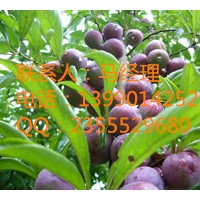 貴州大個(gè)頭李子，李子苗便宜出售了，李子樹(shù)苗種植季節(jié)