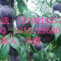 安哥諾李特點(diǎn)，李子品種，李子苗苗圃
