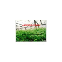 供應(yīng)優(yōu)質(zhì)香椿苗 大棚香椿苗 紅油香椿苗 山東香椿苗價格