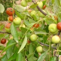 棗樹苗價格 棗樹苗繁育基地 當(dāng)年掛果棗樹苗