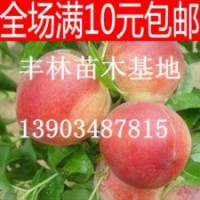 山西桃樹苗價格 紅不軟桃樹苗 中華壽桃 早熟晚熟桃樹苗