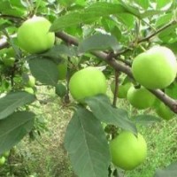 泰安蘋果苗 大量批發(fā)嫁接蘋果苗 高產(chǎn)量蘋果苗 現(xiàn)貨銷售蘋果小苗