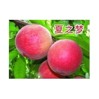 映霜紅桃苗那里買，2公分以上桃樹苗那里買--山東臨沂世源苗木
