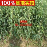 梨樹(shù)嫁接成苗 豐水梨 早生喜水梨