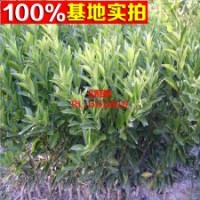 特早熟柑桔 柑橘桔子批發(fā)