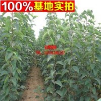 供應柿子新品種 黑柿小苗 價格低