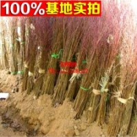 油桃基地常年供應(yīng)黑油皇后油桃