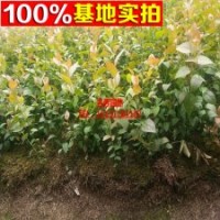 大量供應(yīng)藍(lán)莓 品種齊全