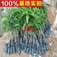 嫁按芒果樹、青皮蜜芒果樹、青皮芒