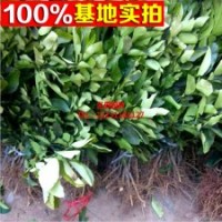 優(yōu)質(zhì)砂糖桔，砂糖橘，冰糖桔，沙糖