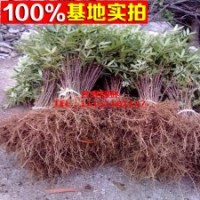 十三香之首花椒樹苗 大紅袍花椒樹