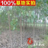 工程綠化苗木 107楊樹高成活率
