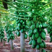 供應(yīng)臺灣（臺農(nóng)5號）木瓜苗