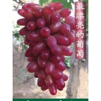 出售新優(yōu)葡萄苗