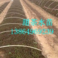 供應(yīng)甜茶苗，甜茶種子，甜茶水苗