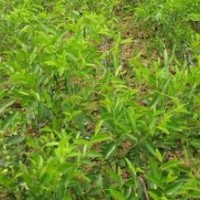 棗樹苗、蘋果苗、山楂苗
