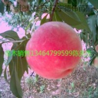 供應(yīng)艷紅桃苗|九號桃苗