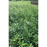 香橙砧木