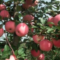 皇家嘎啦蘋果苗、矮化美國(guó)八號(hào)蘋果苗