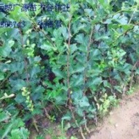 1、2公分山楂苗大量低價(jià)出售