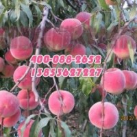 青州映霜紅桃苗價(jià)格