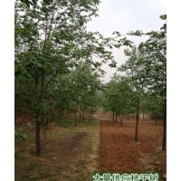 河北保定柿樹基地柿子溝 大量供應