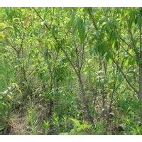 3、4、5公分桃樹大量低價供應(yīng)