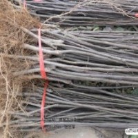 蘋果苗出售、1、2公分蘋果苗大量出售