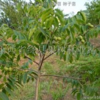 供應(yīng)3-4公分核桃苗/品種核桃苗