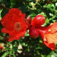 臨沂石榴苗供應(yīng)，石榴苗價(jià)格，如意軟籽石榴等