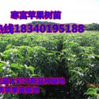 西豐山丁子苗（20高——50高）