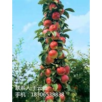 美食觀賞為一體蘋(píng)果苗、柱狀蘋(píng)果樹(shù)苗